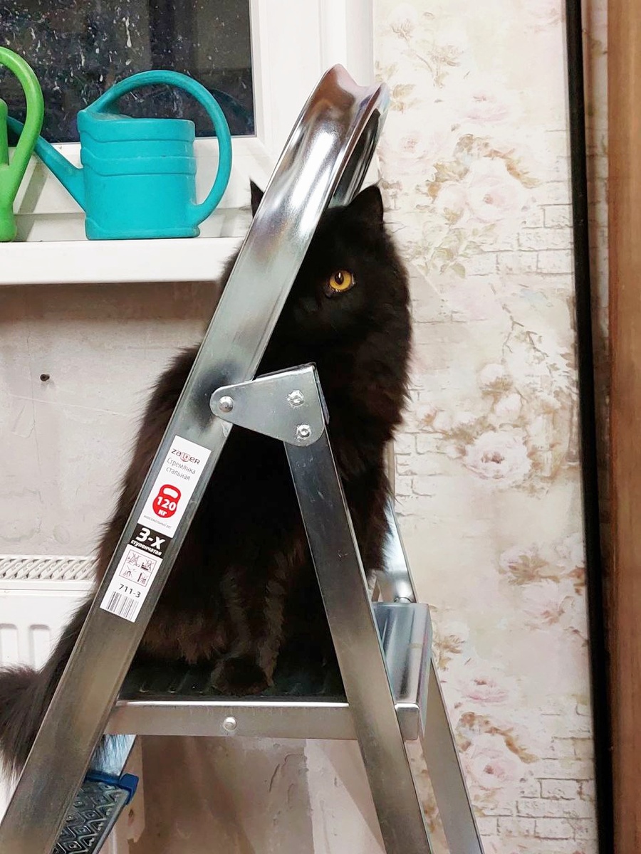 Черника- Непослушный кот