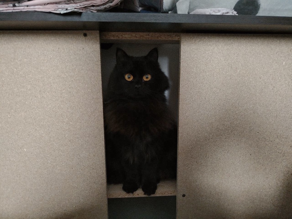 Черника не хочет, чтобы вы ее снимали.