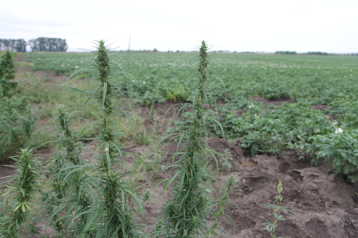    Фото: Россельхознадзор по Красноярскому краю