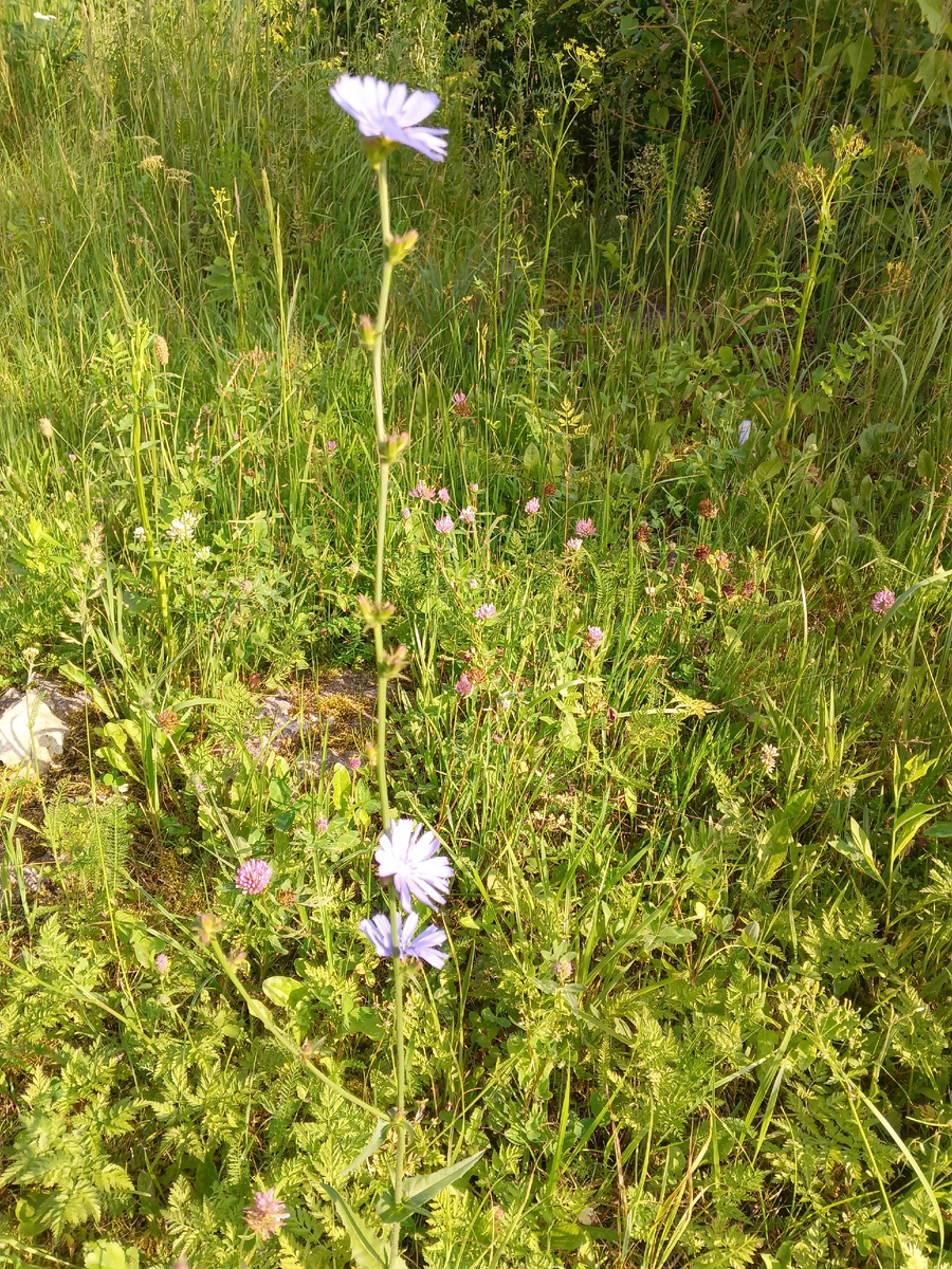 Фото автора цикорий