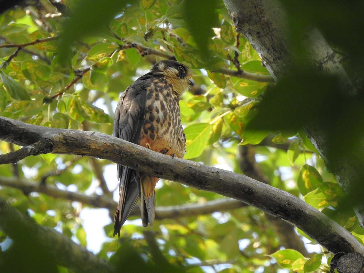 Чеглок, фото автора