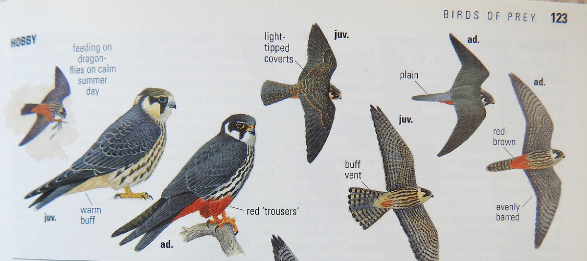 Скрин из определителя Ларса Свенссона 