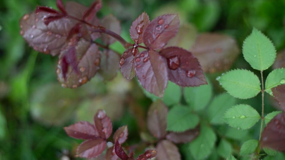    Дождь. Погода. Лето. Источник: Анна Меньшикова