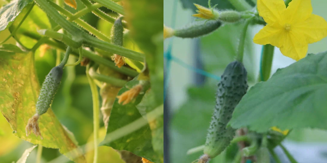 Поливаю калийной подкормкой огурцы каждые 10 дней в июле. Желтые завязи исчезают за 3 дня без химии