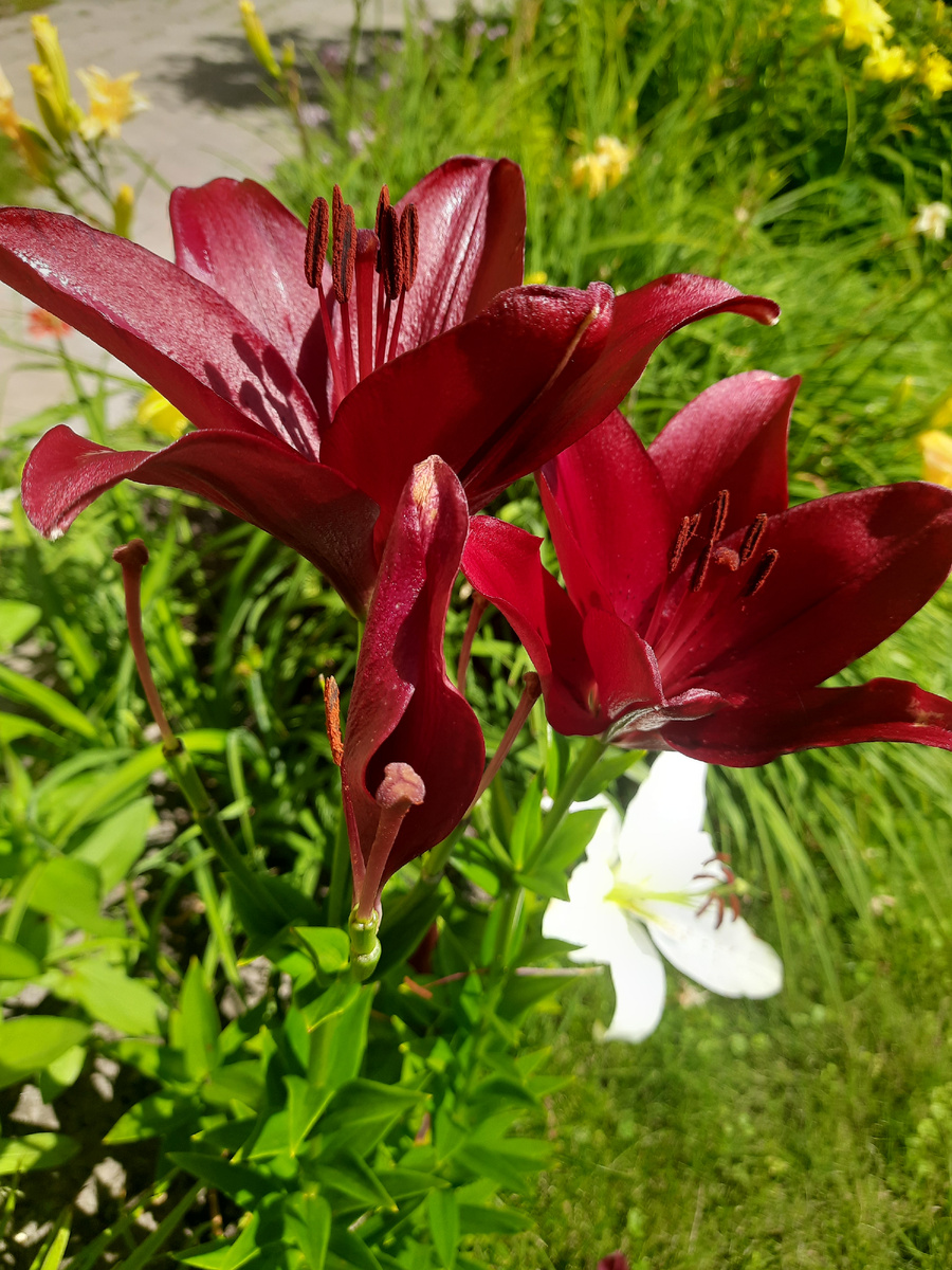 Отцветают лилии