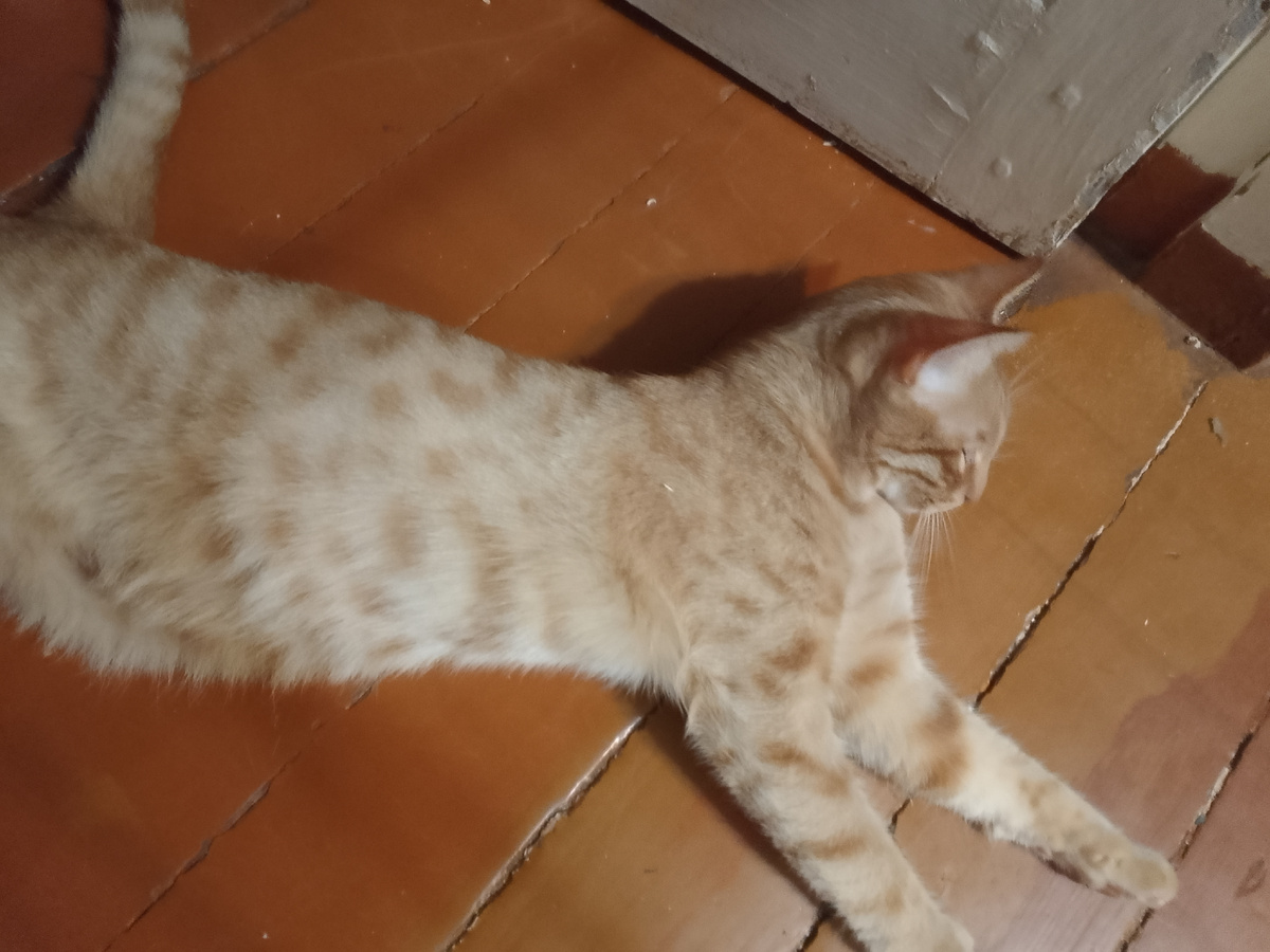 Генка вырос в огромную и толстую "колбасу" 😁