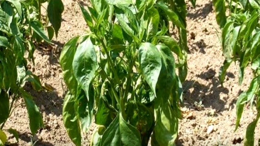 Результат неправильной июльской обрезки - потеря большей части урожая