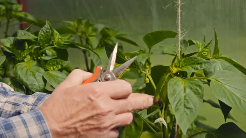 Формирование куста перца