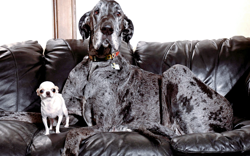 Перл и Реджинальд. Источник фото: moya-planeta.ru