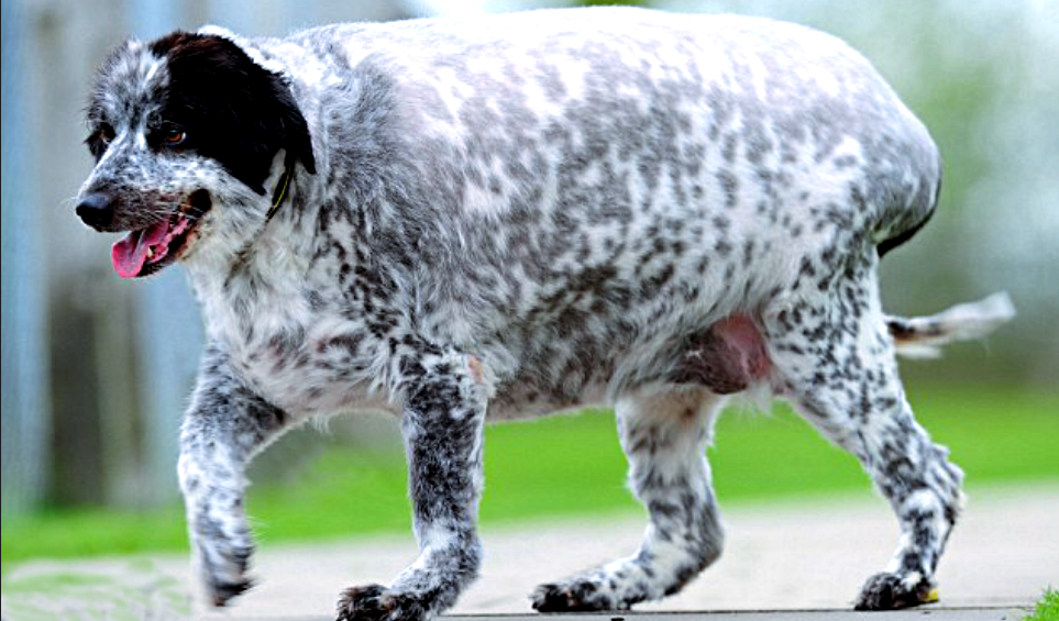 Толстушка-Кесси, снимок: dailymail.co.uk