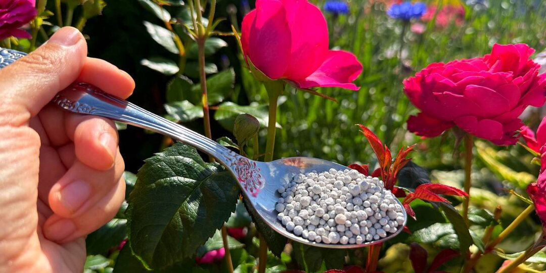 🌹🙏Розы будут усыпаны бутонами. 5 главных правил ухода на лето.