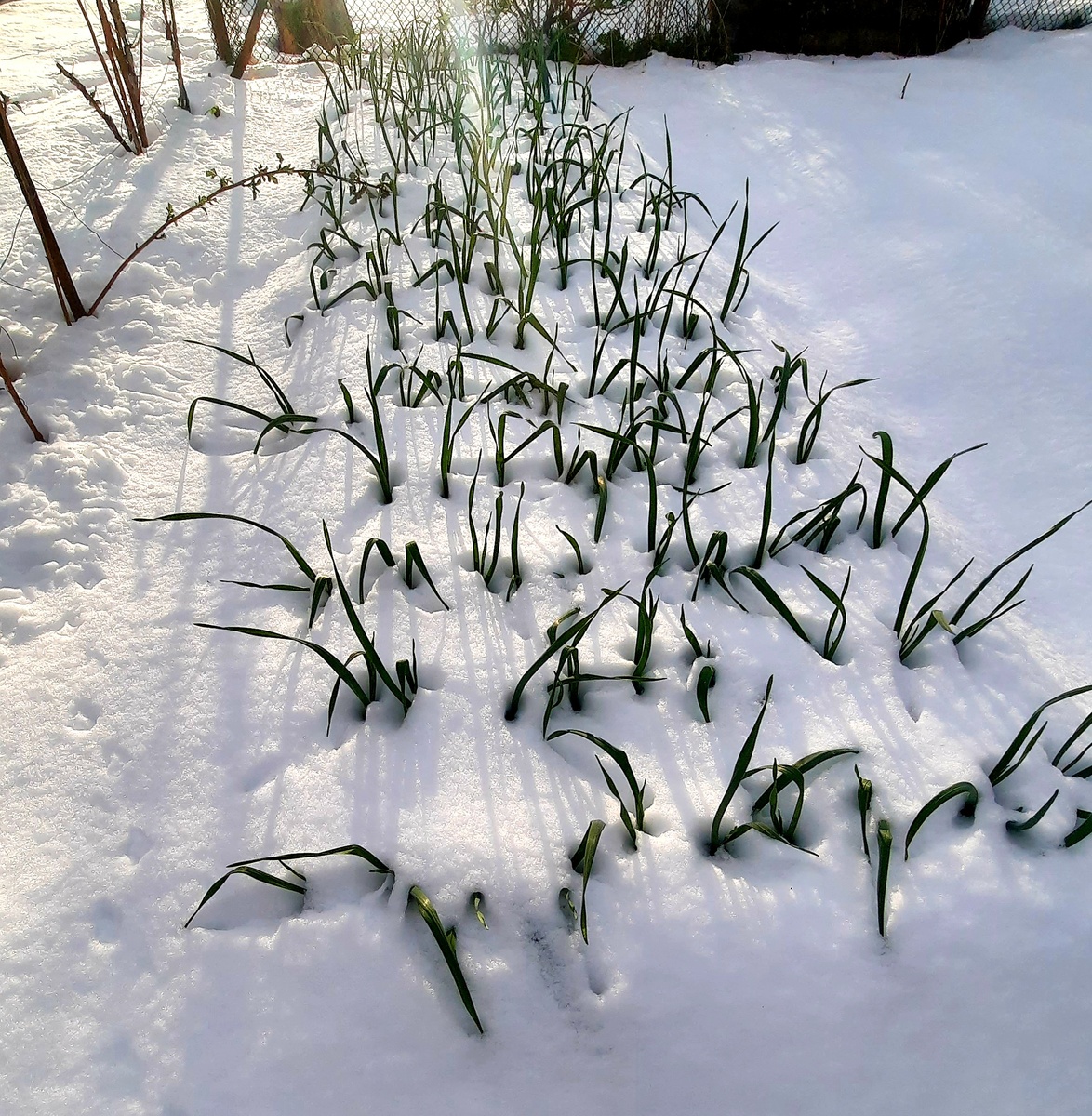Фото автора. 1-2 мая 2025г.