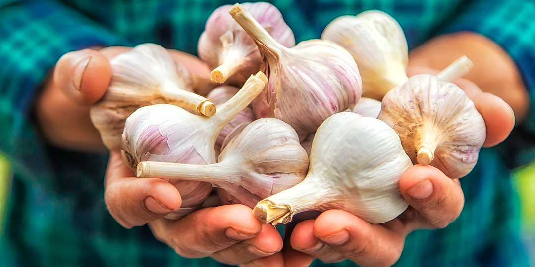 Когда убирать чеснок, посаженный под зиму и весной: сроки сбора урожая
