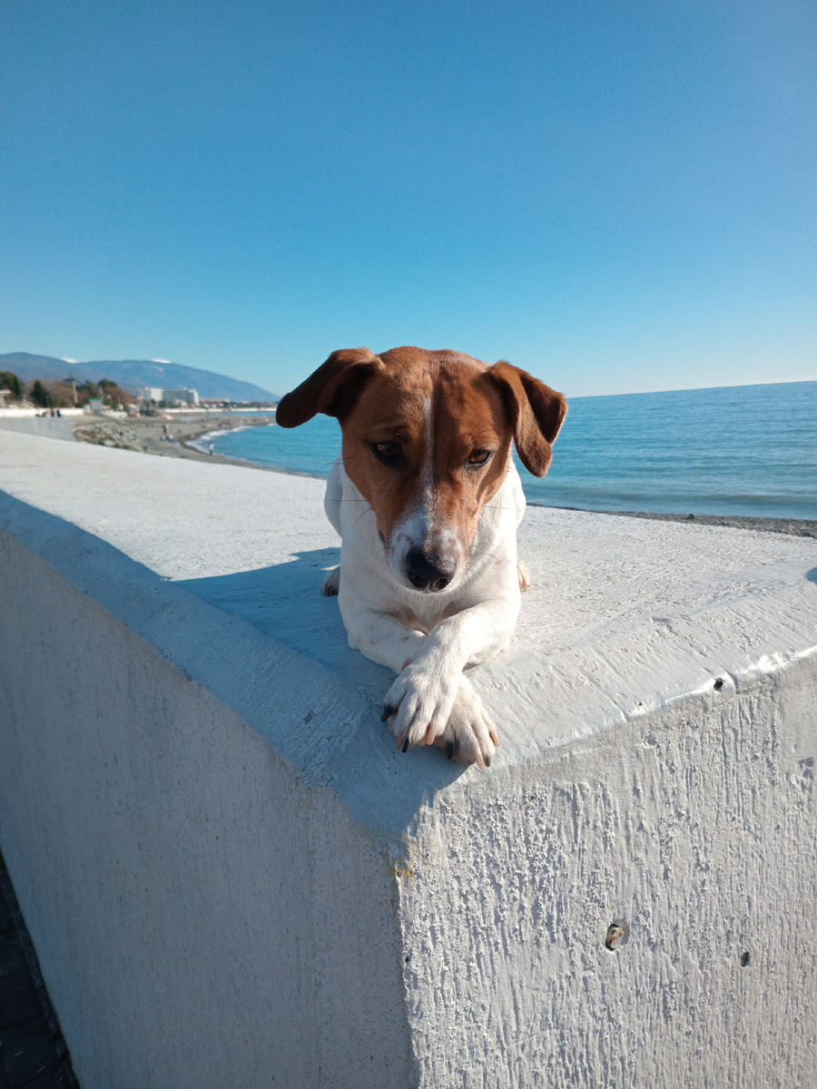 Джек-Рассел Жасмин 🐕  Лежит по Команде на берегу Чёрного моря