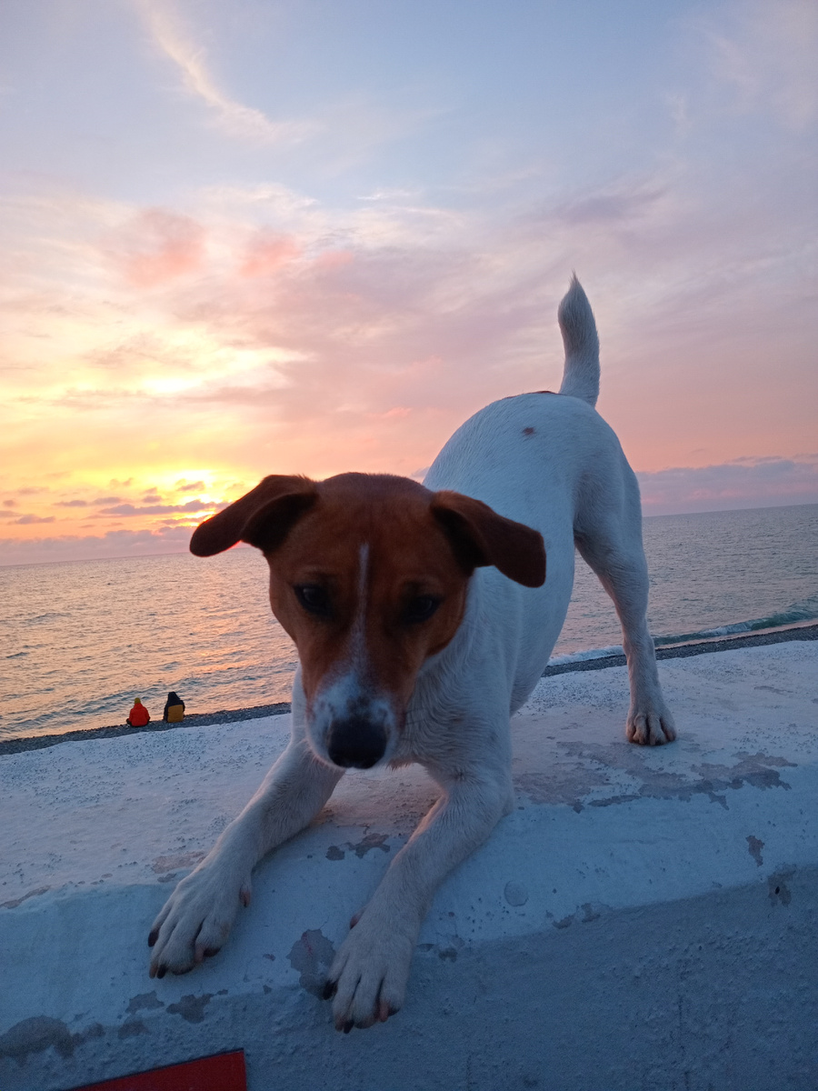 🥰Когда командуешь "Лежать", а собака считает это приглашением на спа-процедуры🤣🤣🤣