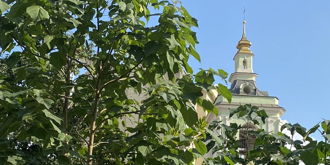 Почему быстрорастущее дерево Павловния называют Адамовым Деревом