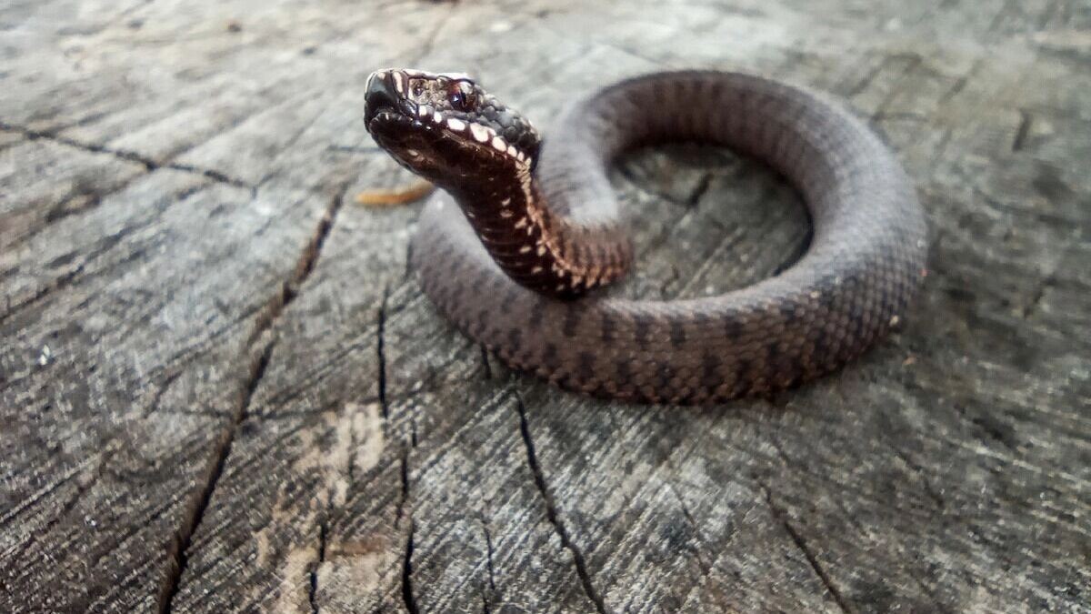     Автор: Анастасия Гладкова Источник: «БелГУ Пегасий» в Дзене