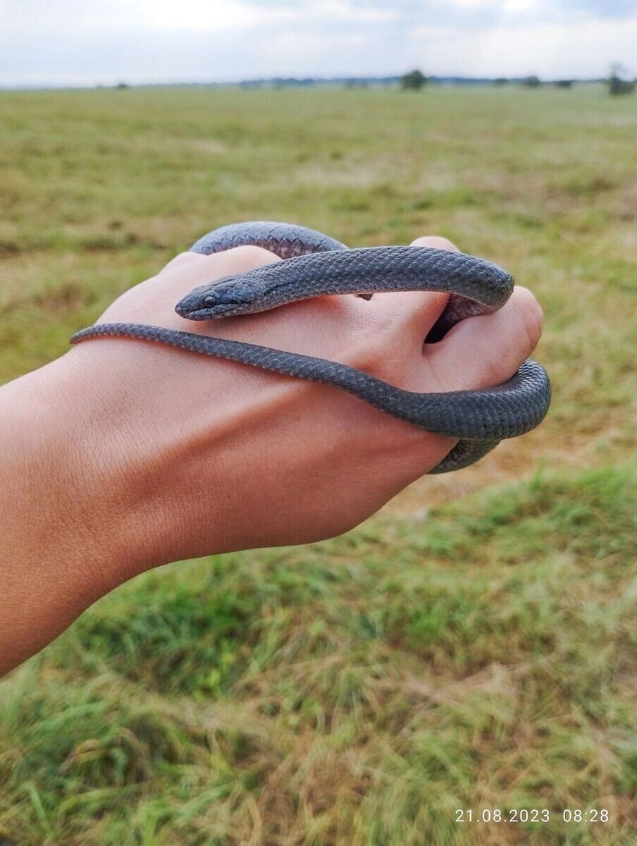     Автор: Анастасия Гладкова Источник: «БелГУ Пегасий» в Дзене