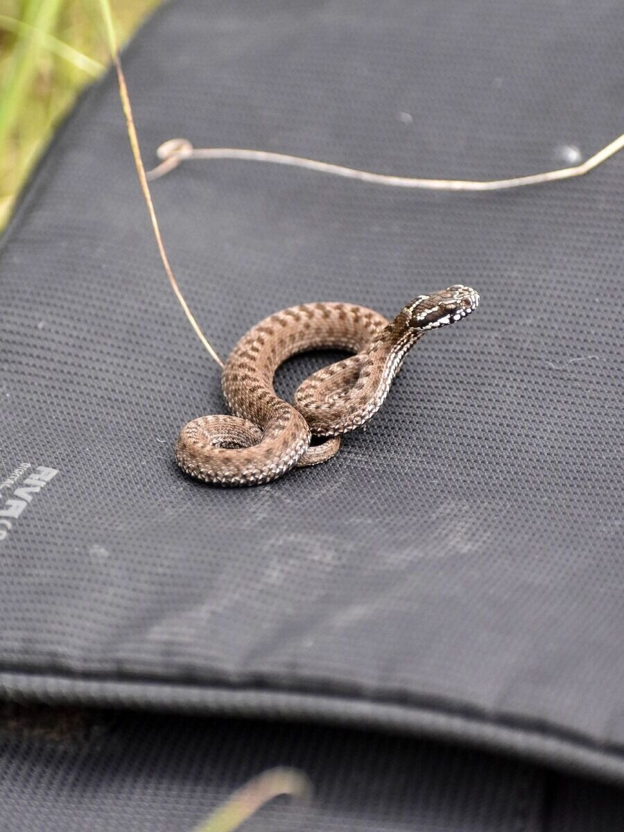     Автор: Анастасия Гладкова Источник: «БелГУ Пегасий» в Дзене