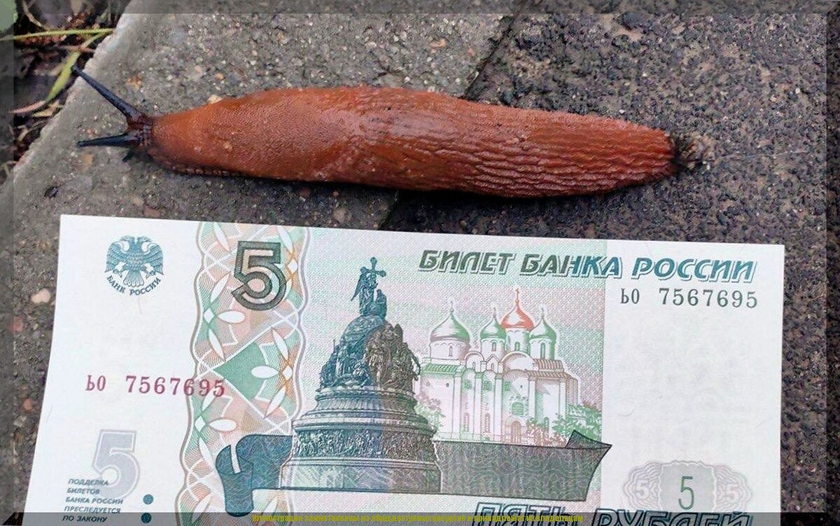https://vk.com/photo-159774511_457272000. Испанский слизень
