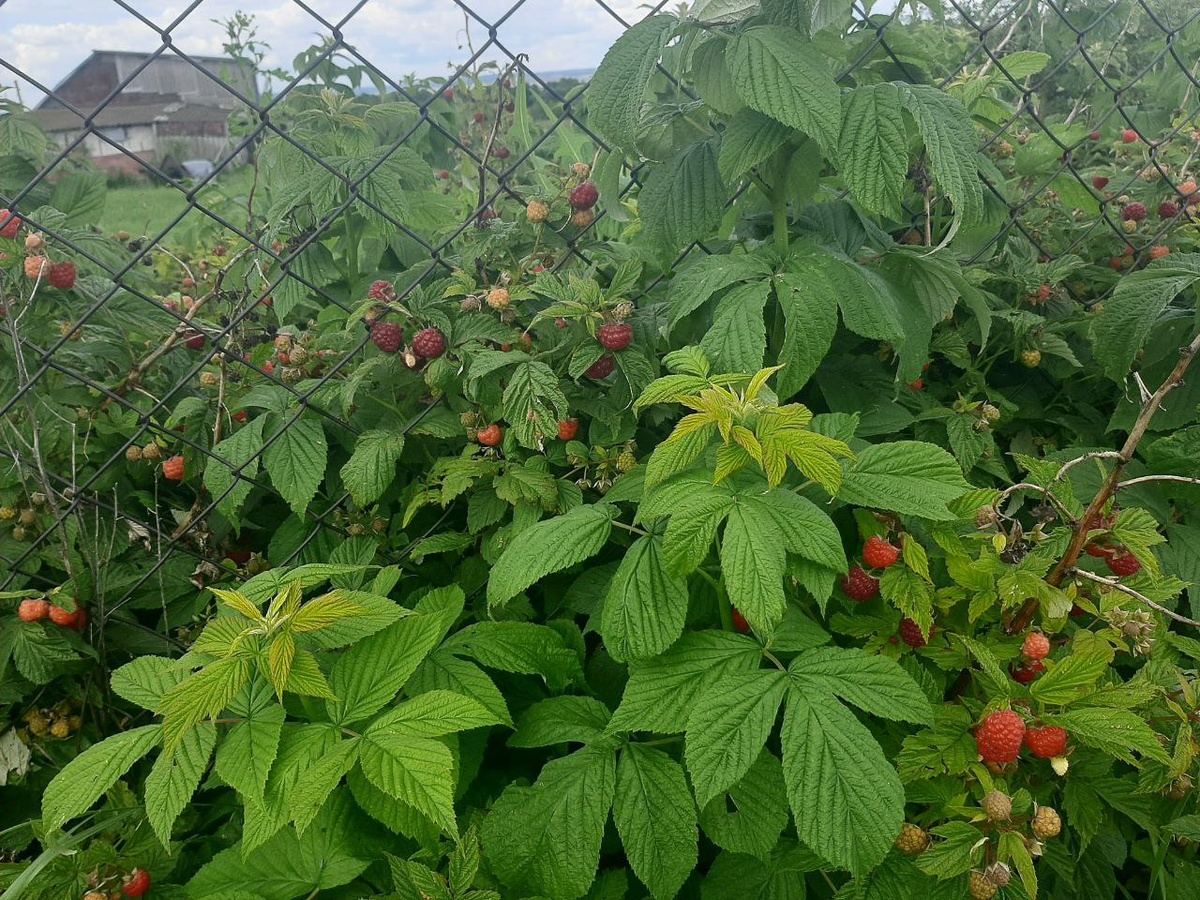 Ремонтантная малина 