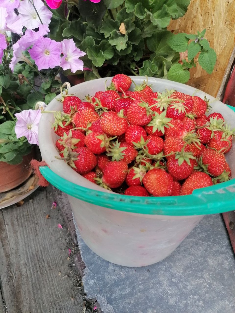 Фото моей мамы. Своей дачи у нас нет, но мамин урожай достается нам регулярно