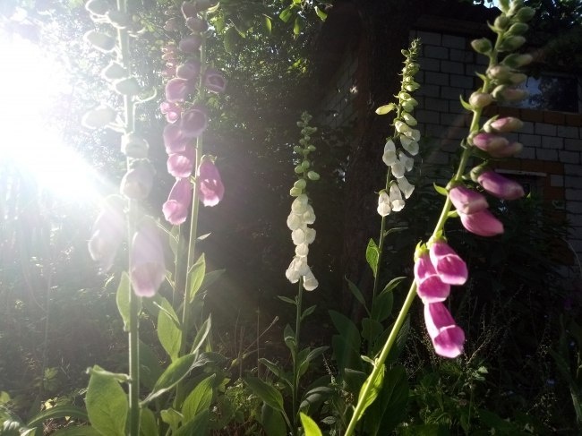 наперстянка