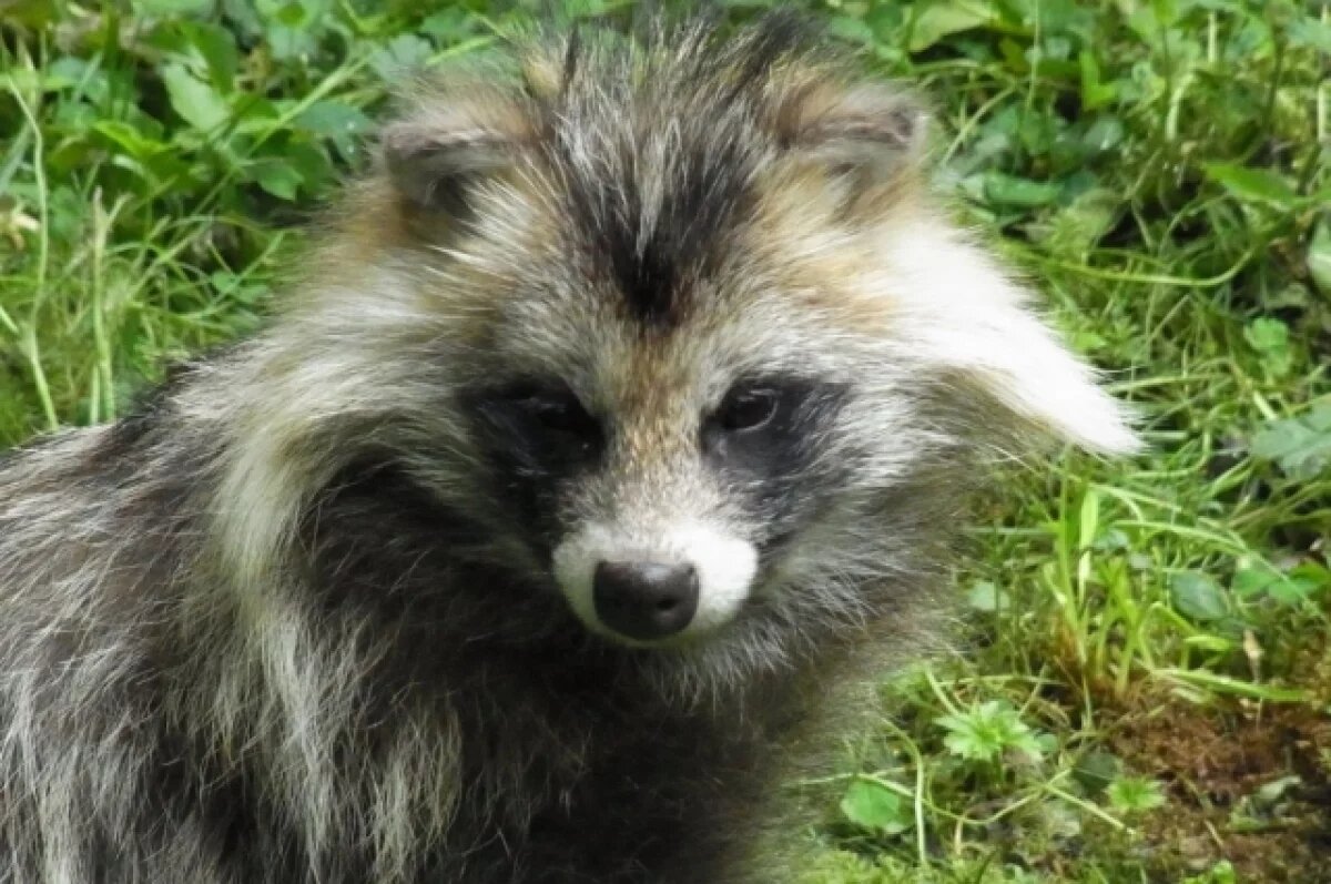    47 жителей Псковской области пострадали от укусов диких животных за год