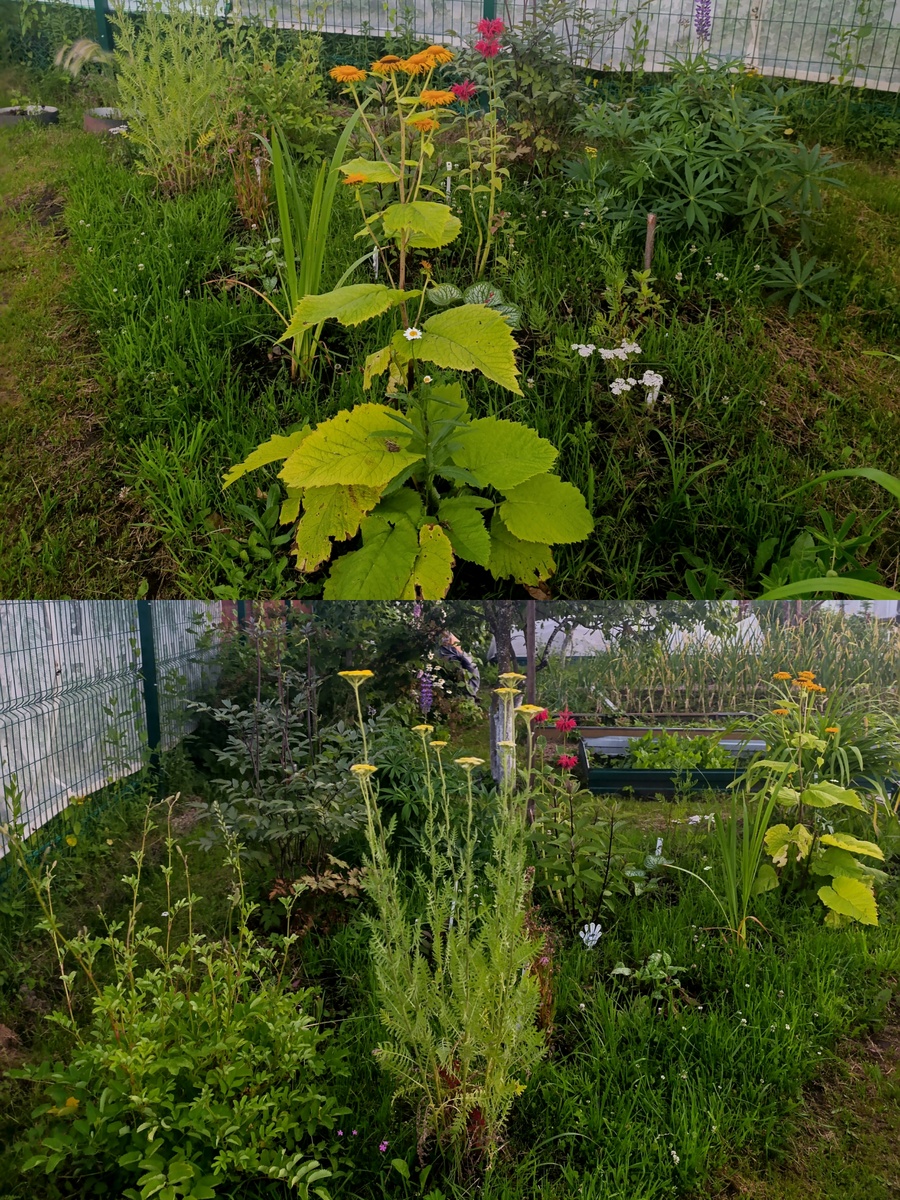 Коллаж автора. 