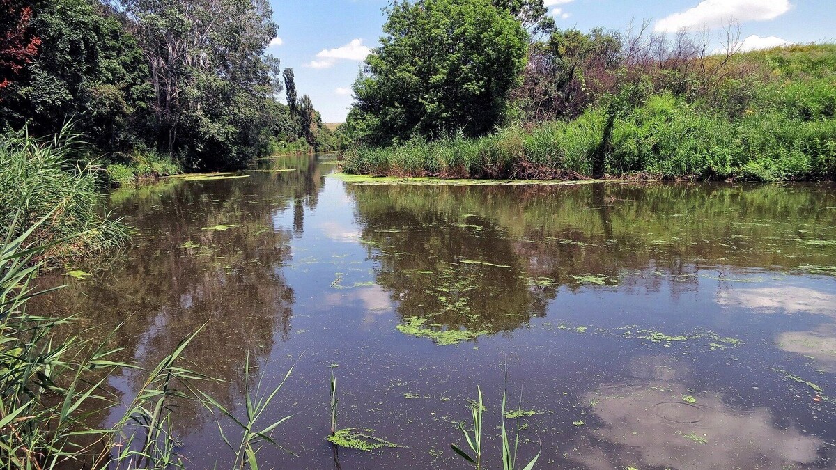     Автор: Rost.galis/cc bysa 4.0/wikimedia.org