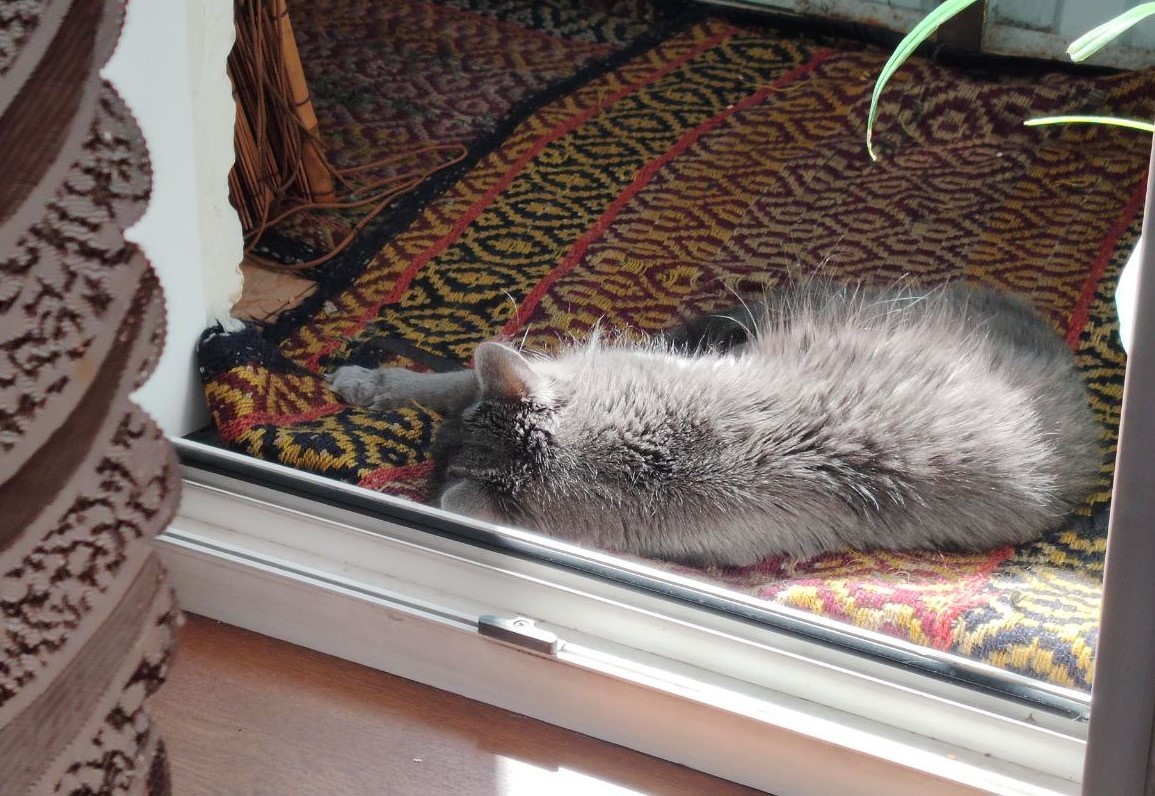 это коты только делают одно дело всегда. Дрыхнут.