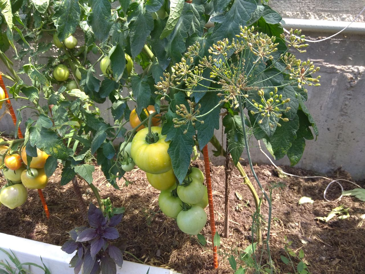 У нас укроп растет вместе с помидорами.