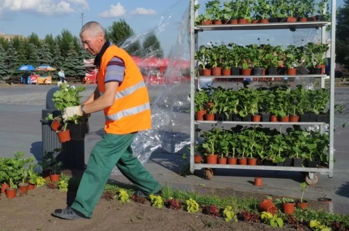    Пуровский район преобразился после масштабной высадки цветов