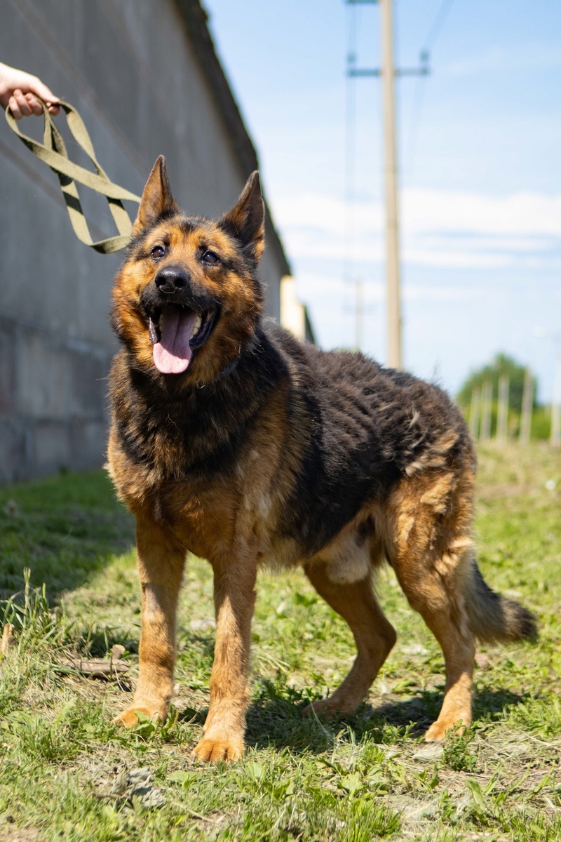 Из-за болезни люди готовы просто выбросить своего верного друга...