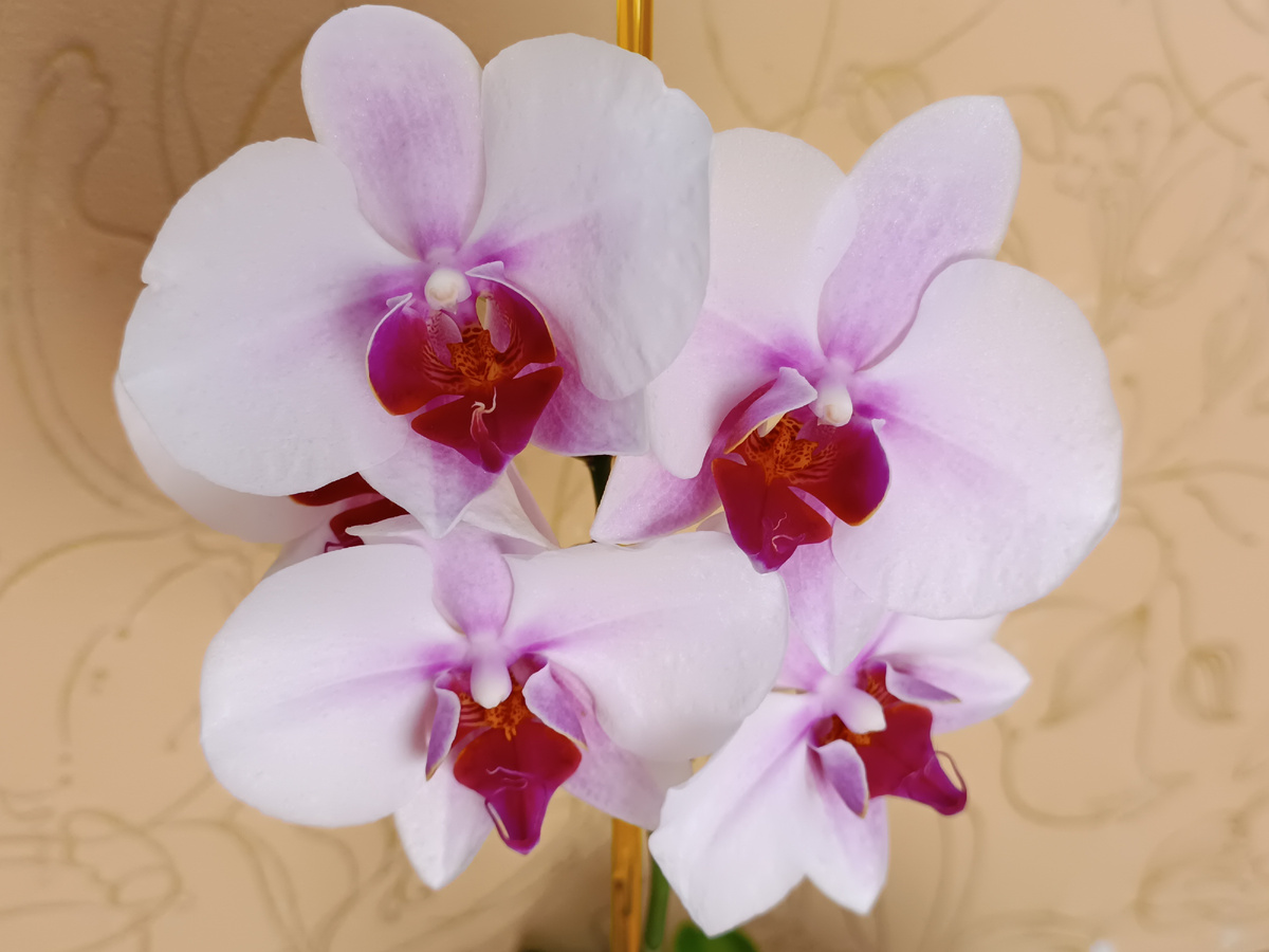 Обложка статьи. Фаленопсис Summer Breeze зацветает в другой комнате