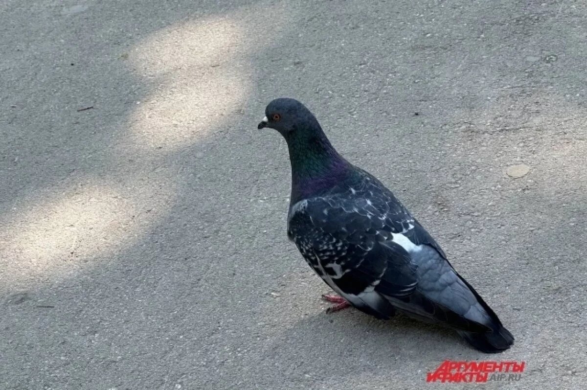    На чердаке многоэтажки в Краснодаре разлагаются десятки мертвых голубей