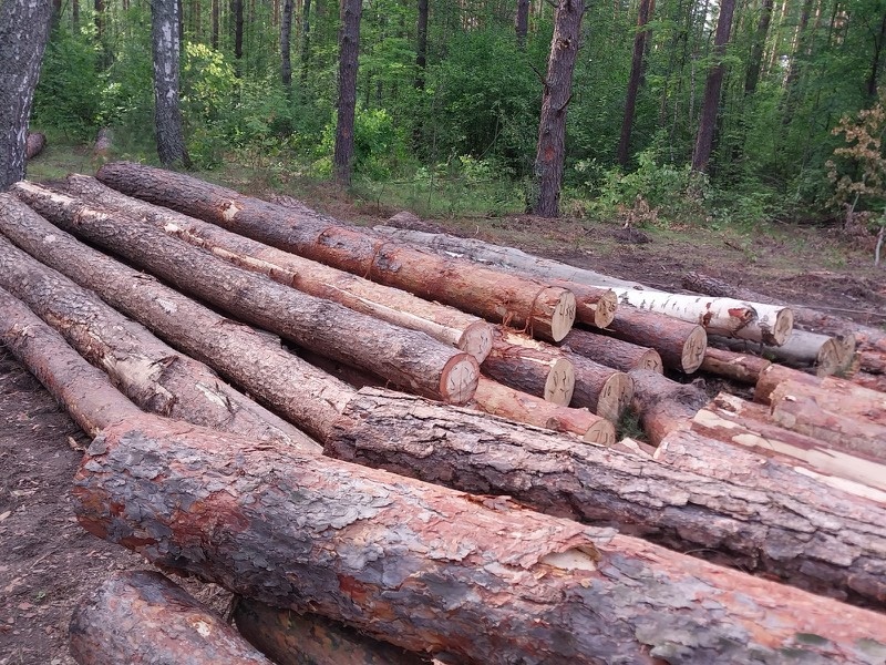 Объем незаконно вырубленной древесины составил 60 кубометров