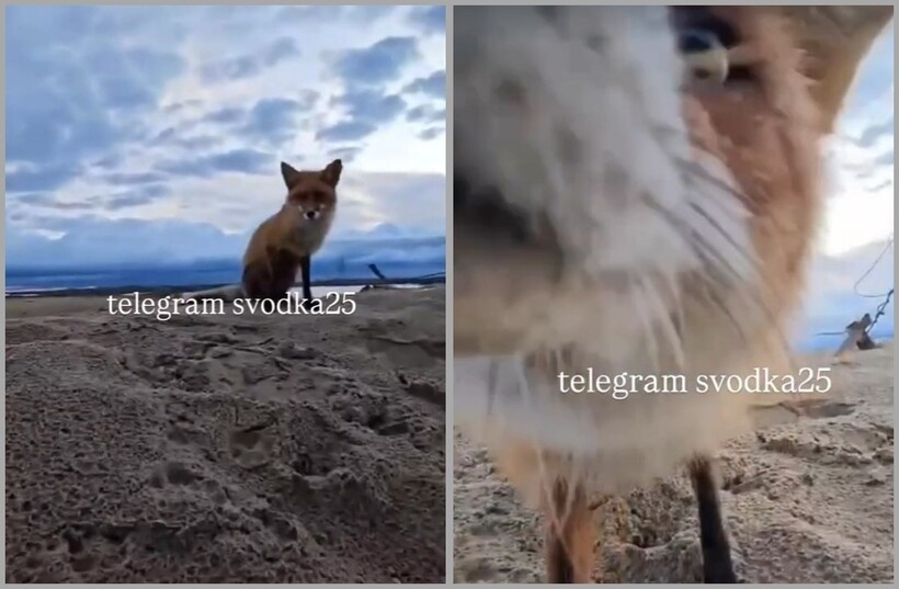    Лиса украла телефон и записала свой побег на видео