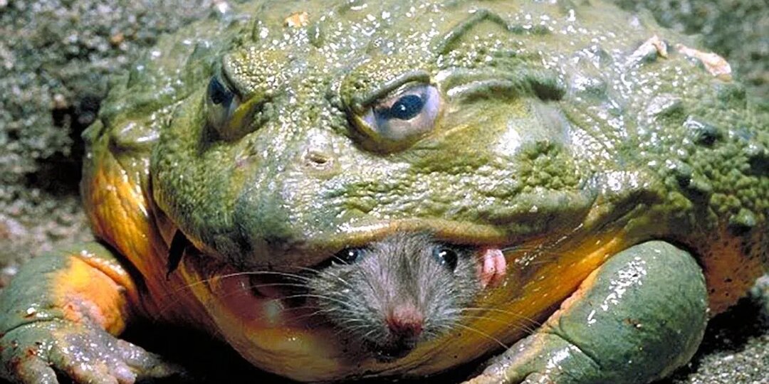 Животные Гиганты... Самые большие существа на планете!