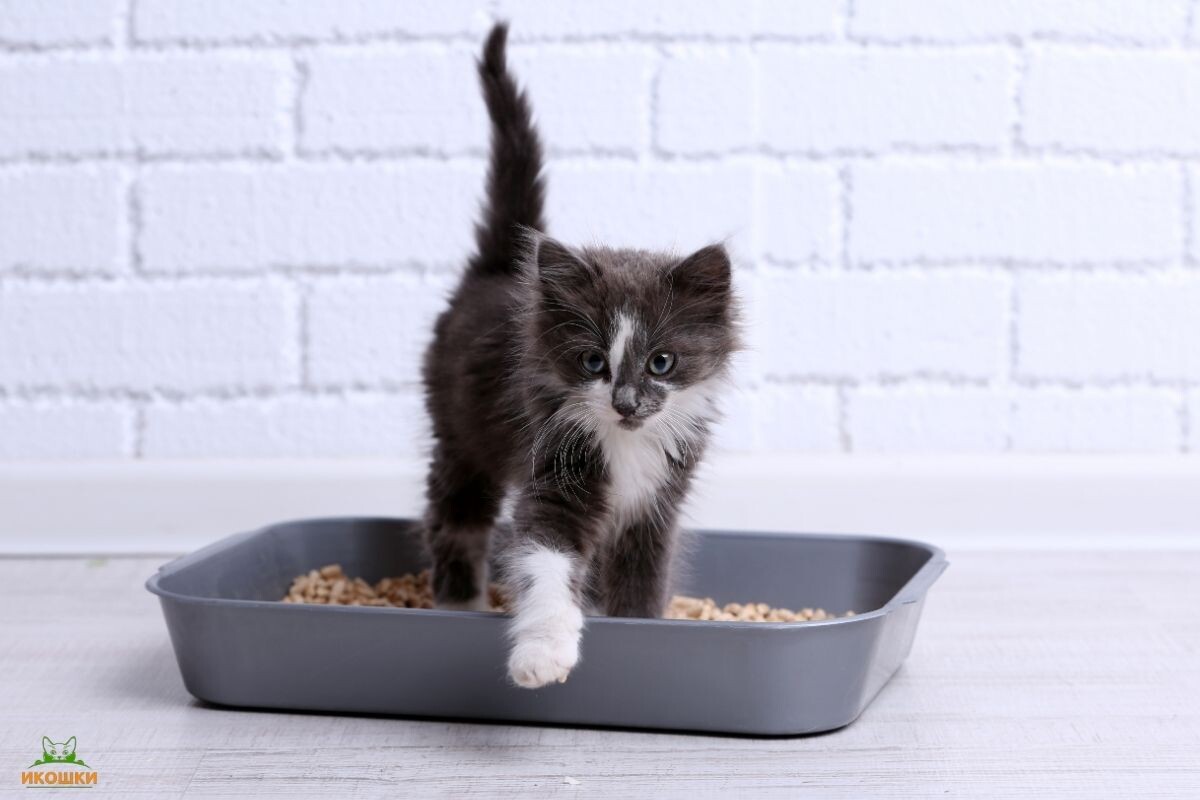 Котёнок и лоток 