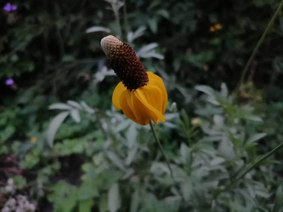 Первый цветок ратибиды, дальше больше, фото автора