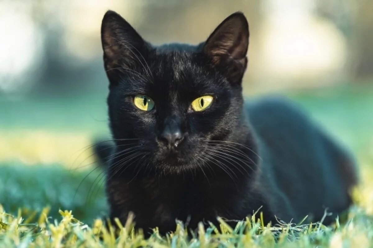    В Тверской области мужчина из-за кошек оскорбил соседку