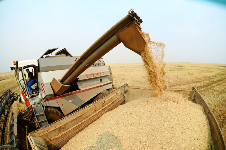    Более 142 тысяч тонн зерна намолотили аграрии Оренбуржья Алла Черкесатова