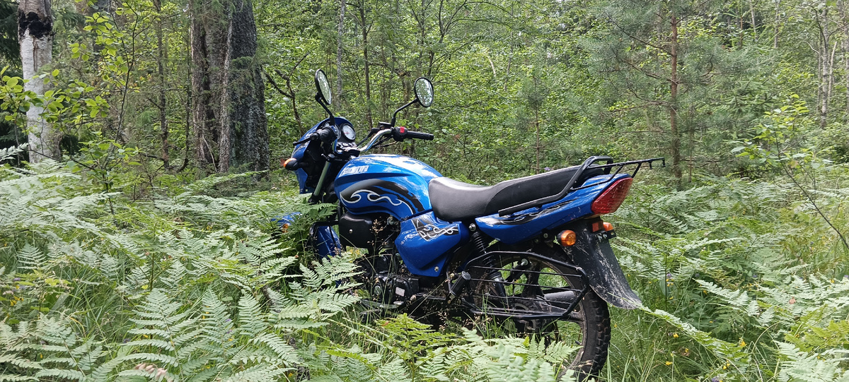 Лес с Сигмой) 