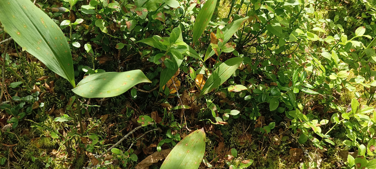 Мини семья) 