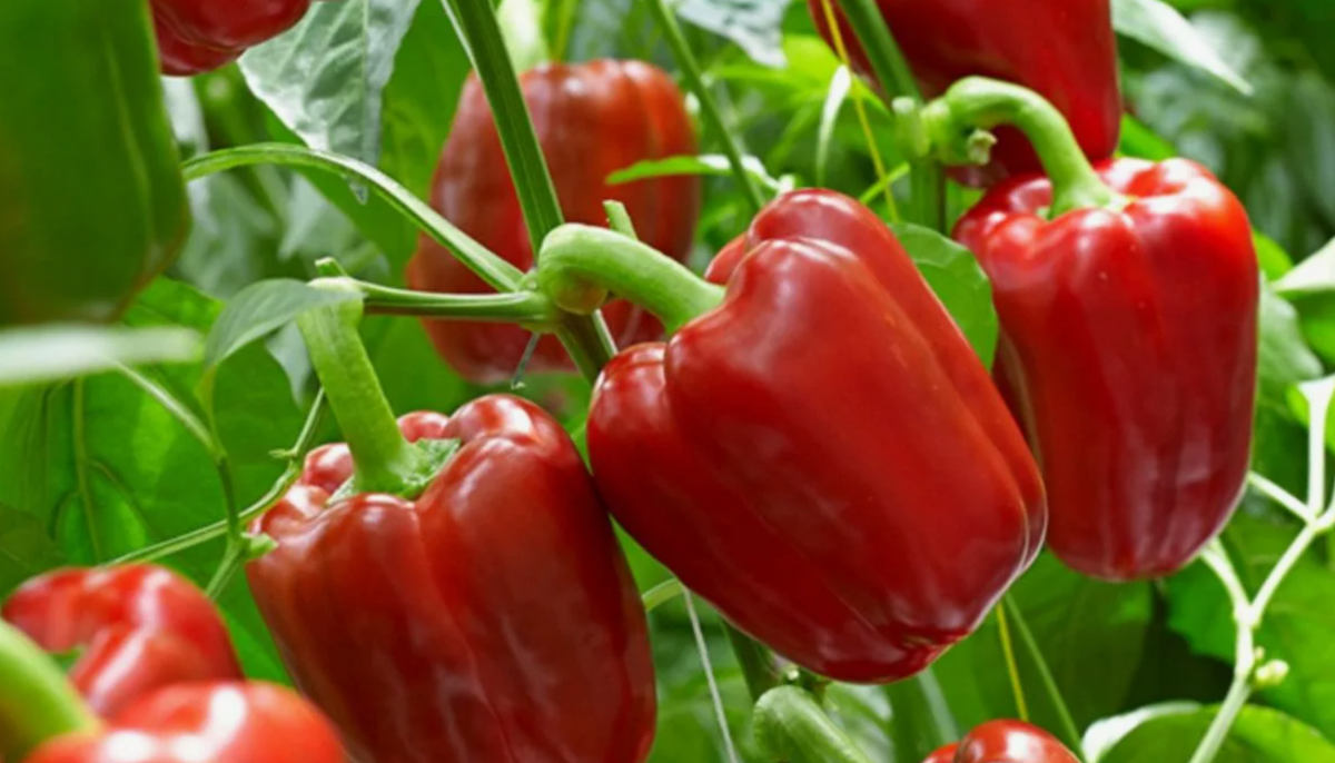 болгарский перец