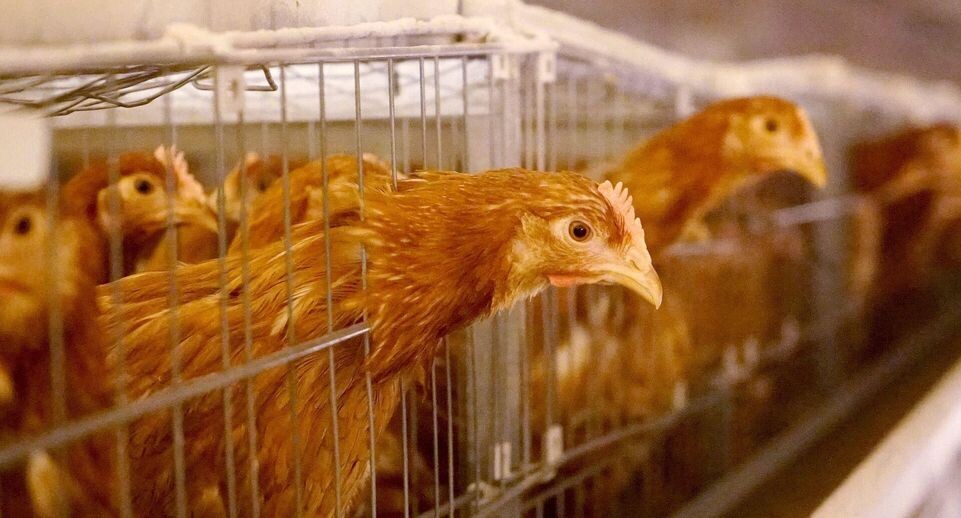    РИА «Новости»