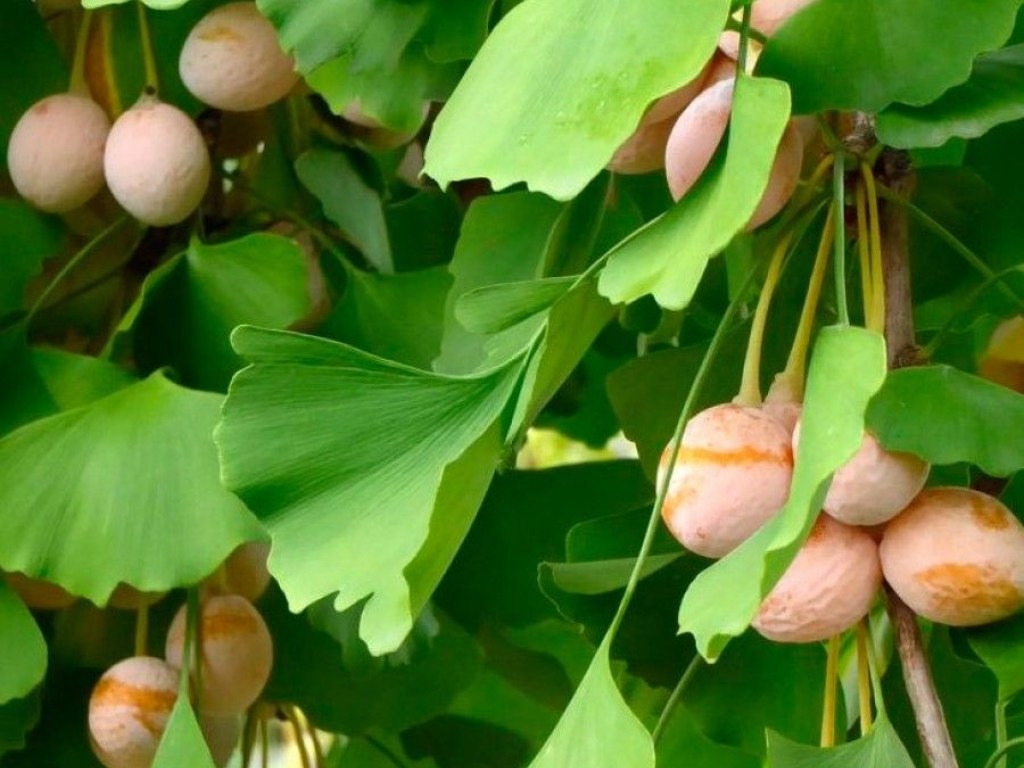 "Плоды" современного гинкго