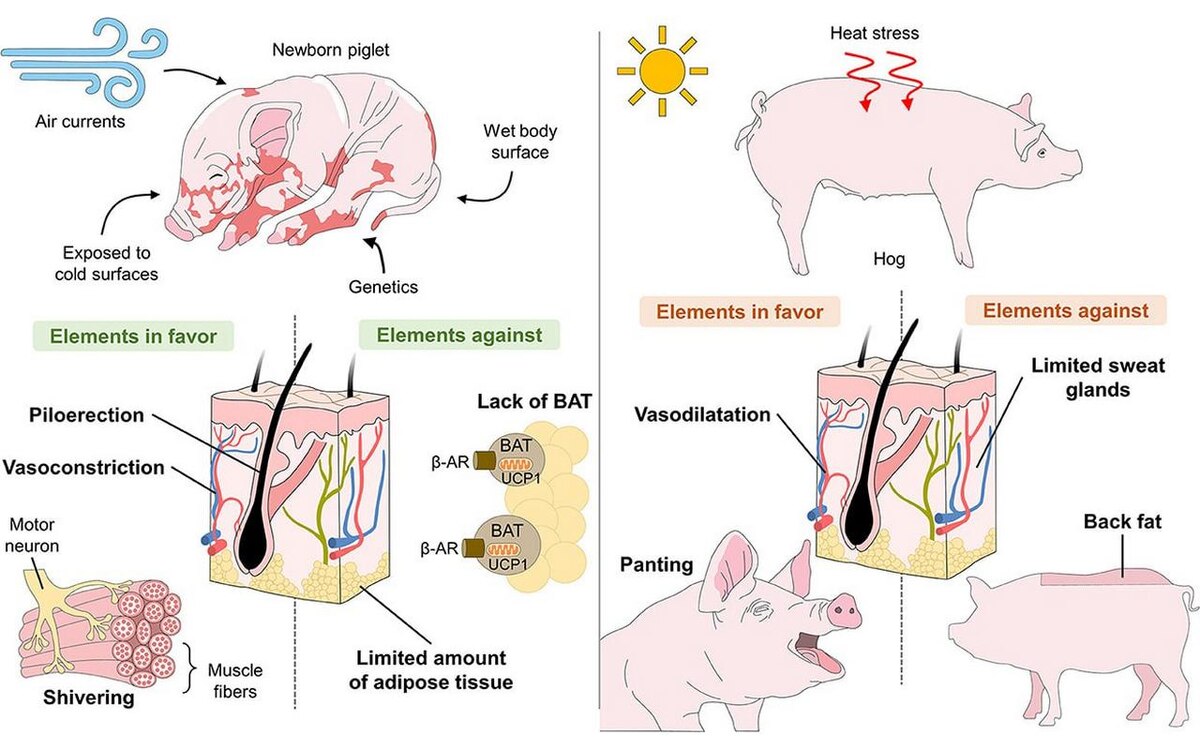    «Агроэко» отрицает использование мышиных генов в своей свинине