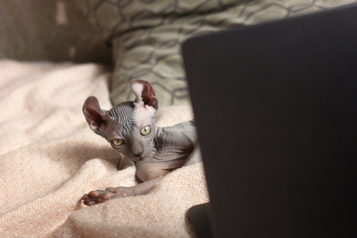 Эльфийские ушки "завитками"